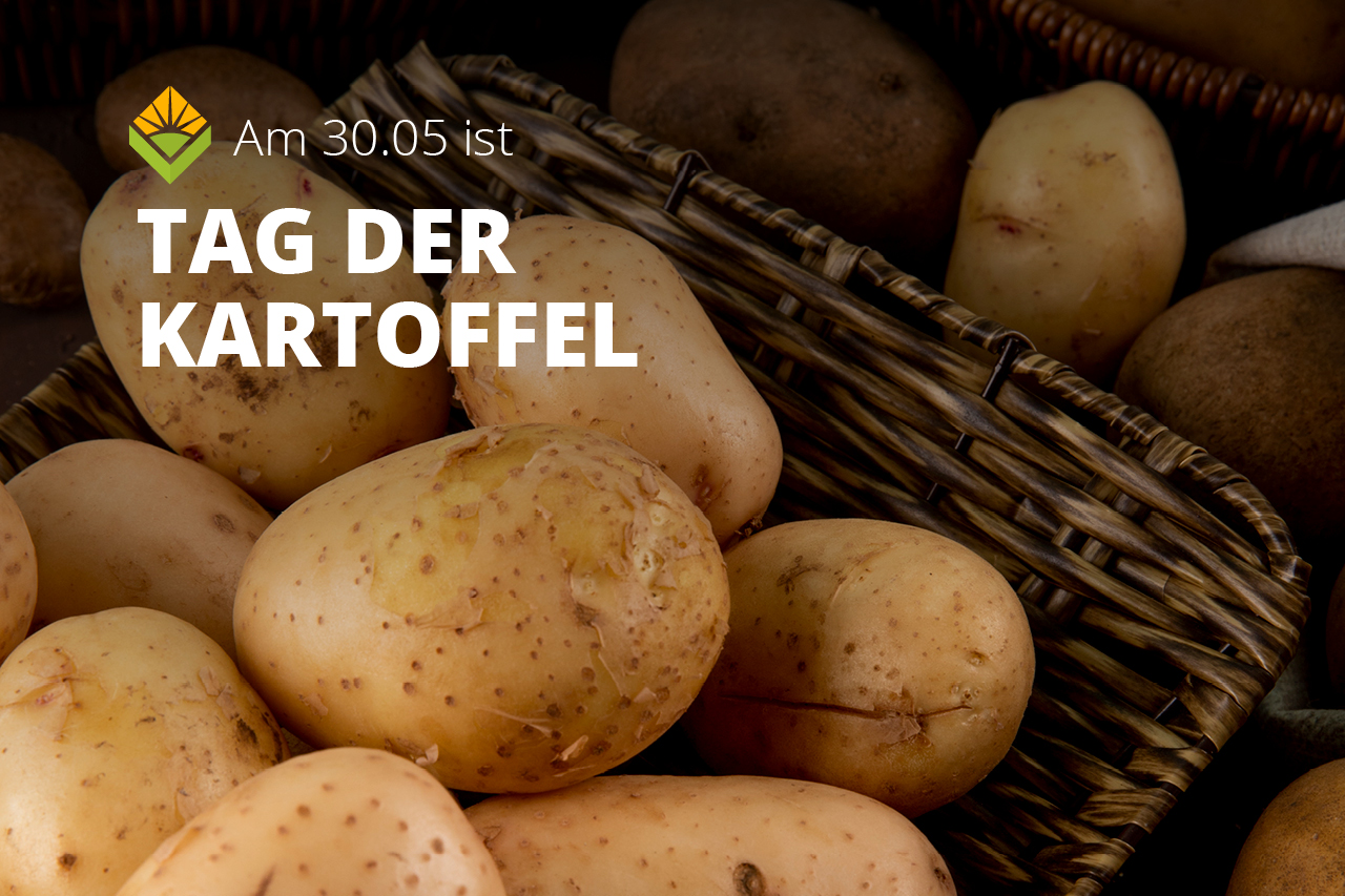 Kartoffeln stecken: Pflanzzeit, Bauernregel und 3 Praxis-Tipps